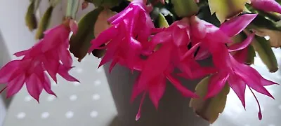 Christmas Easter Cactus Pink. Schlumbergera Truncata. 1 X Plant Leaves Cutting.  • £2.25