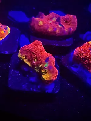WYSIWYG Crazy Rainbow Chalice Frag Colony Multicolor Rainbow Live Coral LPS SPS • $74.99