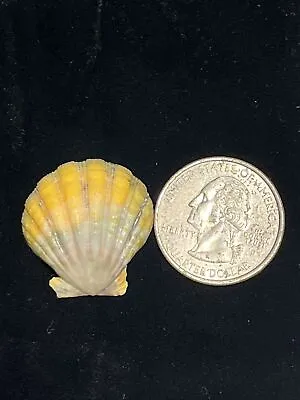 Pecten Langfordi Hawaiian Sunrise Moonrise Shell Half Jewelry Specimen Endemic • $25