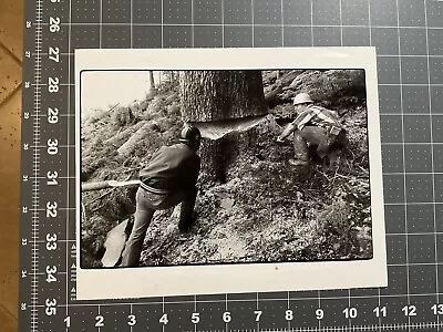 Vintage Logging Press Photo Lumberjack Inspects Pre Cut Before Downing Tree • $19.99