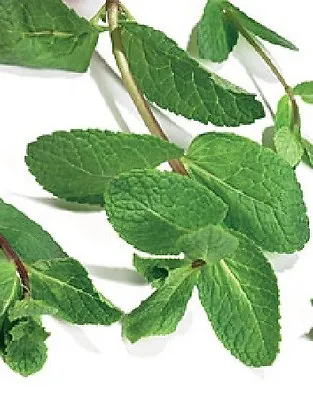 Herb - Green Mint - Mentha Viridis - 1000 Seeds • £2.30