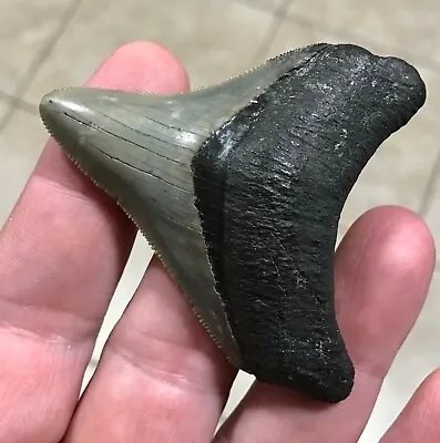 HUMONGOUS POSTERIOR - S.W.FLORIDA LAND FIND - Megalodon Shark Tooth Fossil • $115