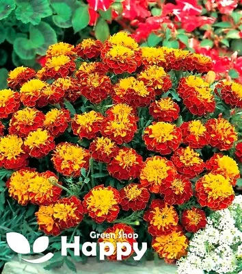 FRENCH MARIGOLD DOUBLE PETITE - HARMONY - 300 SEEDS - Tagetes Patula Nana FLOWER • £1.99