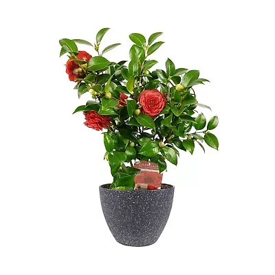 1 X CAMELLIA JAPONICA Red ' BUSHY EVERGREEN SHRUB HARDY PLANT IN 1.5 Litre POT • £14.60