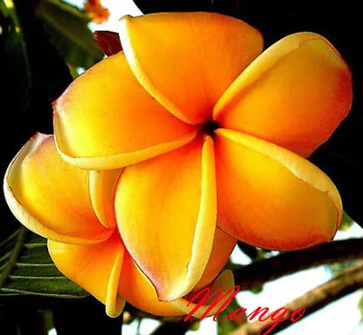 Plumeria Rubra Frangipani Flowers   Mango  Fresh 100 Seeds Rare!! • $29