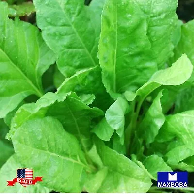 250+ Spinach Seeds Early Hybrid  N-7 Non-GMO Vegetable BOGO 50% OFF • $2.99