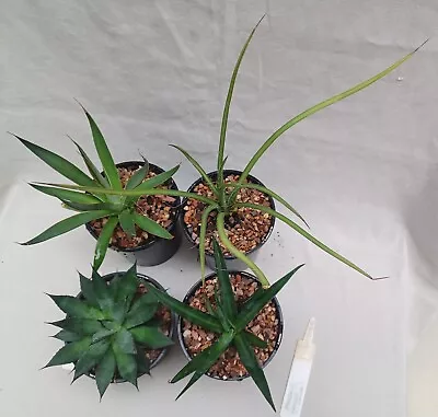 AGAVE  'Green Pack'  -   4  X Green Agaves - Good For New Collectors  • $45