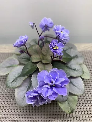 African Violet PAIR OF LEAVES  “Scales” Miniature • $4.49