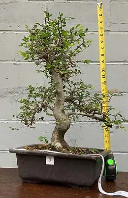 Chinese Elm Bonsai In Plastic Bonsai Pot • $450