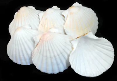 $19.99 • Buy 12 White Irish Baking Scallop Shells (3.5-4 ) Restaurant Quality Beach Dining 