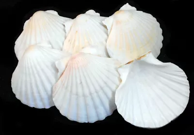 6 White Irish Baking Scallop Shells (3.5-4 ) Restaurant Quality Beach Decoupage • $11.29