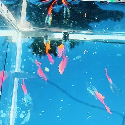 Pack Of 10 Live Red Tail Guppy Fry- Live Freshwater Fish Buy 2 Get 1 Free • $30.99