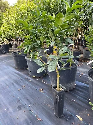 Ponderosa Lemon Tree (grafted) 3-4 Feet Tall. • $55