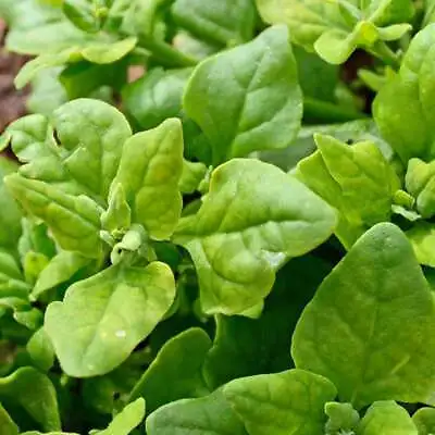 New Zealand Spinach Seeds | Hot Weather Green Malabar Leaf Vegetable Seed 2024 • $3.95