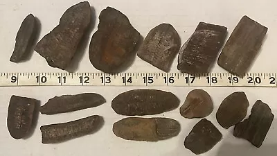 HUGE LOT MAZON CREEK FOSSIL LOT 15 Pieces- Plants Ferns Leaves 309M Years Old • $9.99