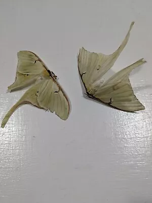 Luna Moth Pair • $34.95