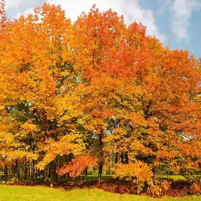 Acorn Seeds Of Eastern Red Oak Trees T83 - Quercus Rubra Great Fall Colors • $10.99