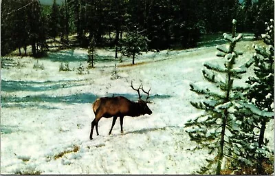 Bull Elk Wapiti Forest Animals Snow Winter 51K084 Micro Color PM VTG Postcard • $2.75