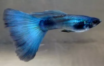 1 Pair BEAUTIFUL BLUE MOSCOW GUPPIES 1 Male/1 Female • $20