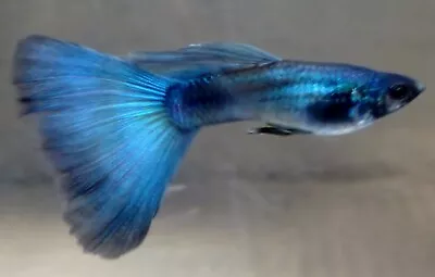1 Trio BEAUTIFUL BLUE MOSCOW GUPPIES 1 Male/2 Female Sale Till 03/29 -$5 • $25