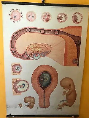 Original Vintage Medical Pull Down School Chart Of Embryo Child • $101.54