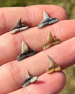 Florida Fossil Sharks Teeth LOT OF 6 Megalodon Age Collection Shark Tooth • $14.99
