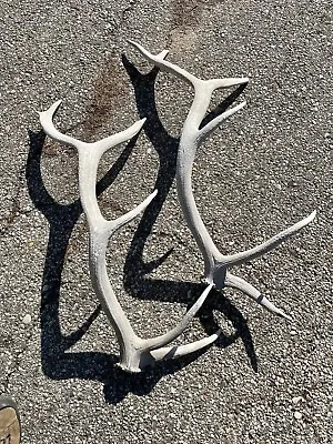 2 Big Elk Shed Wild Antler Horn. Big White Heavy 6 X 6 Point. Long 33” • $99