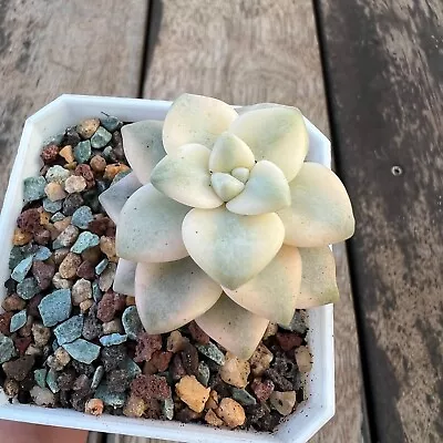 🌟 Graptopetalum Paraguayense Ssp. Variegated *Rare Succulent Rooted In 7cm Pot • $20