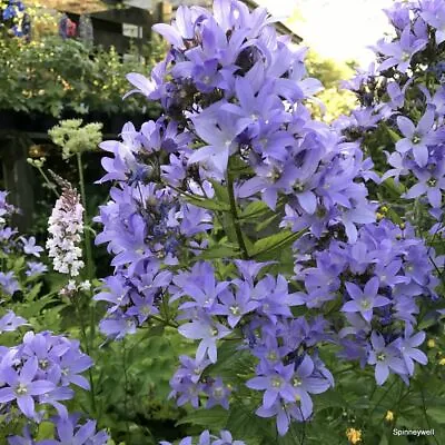 Campanula Hardy Perennial Plant Seeds Different Varieties To Choose • £2.65