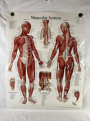 Vintage Medical Chart-The Muscular System 1999 Doctors Office School Classroom • $16