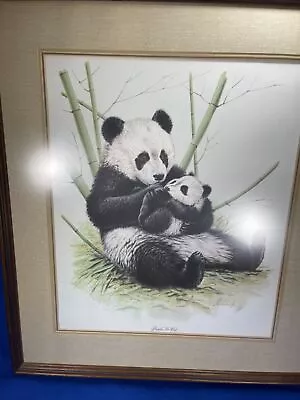 Vintage Guy Coheleach Panda Bear & Cub Framed Lithograph Bamboo Forest Wildlife • $65