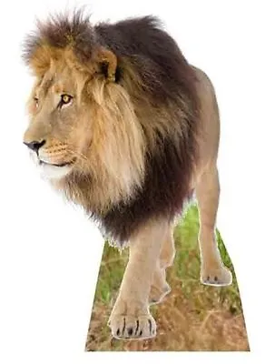 LION - LIFESIZE CARDBOARD CUTOUT / STANDEE Standup Zoo Animal Big Cat • £35.99