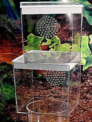 Critter Cube For Rearing SpidersTarantula Slings Praying Mantis Nymphs • £9.44