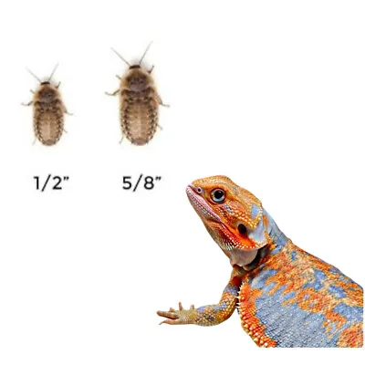 Medium Dubia Roaches 1/2”-5/8” 50 Counts - 1000 Counts FREE SHIPPING + 10% EXTRA • $13.50