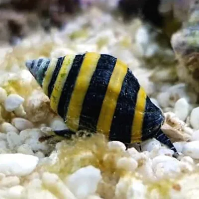 Bumble Bee Snails - Algae Eater Marine Cleaner Reef Clean Up Crew • £23.50