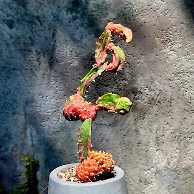 Myrtillocalycium Cv. 'Polyp' Chimera - Rare Cactus • $135