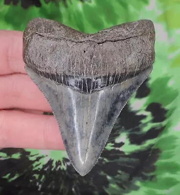 Megalodon Sharks Tooth 3 1/16  Inch NO RESTORATIONS Fossil Sharks Teeth Tooth • $1.25