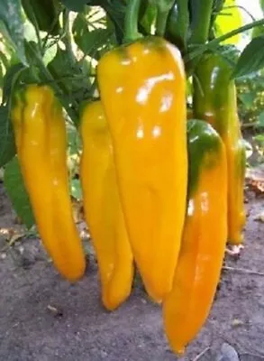 Golden Marconi Sweet Pepper 15 Seeds  Over 1000 Heirloom Seeds In Our Store! • $2.49