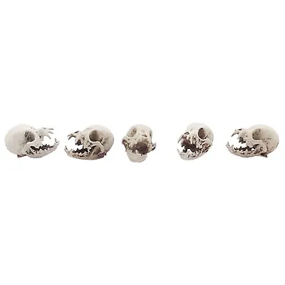Chihuahua Skull Replica 1:12 Scale Artisan Diorama Dollhouse Miniature -5 Skulls • $18