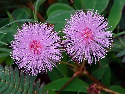 Flower Mimosa Pudica Sensitive Plant 20 Gram ~ Approx 4000 Seeds • £11.99