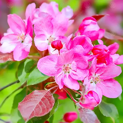 Malus X Moerlandsii 'Profusion' | Crab Apple | Ornamental Garden Tree | 5-6ft • £79.99