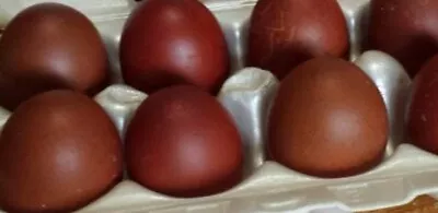 8+ French Black Copper Maran Hatching Eggs • $25