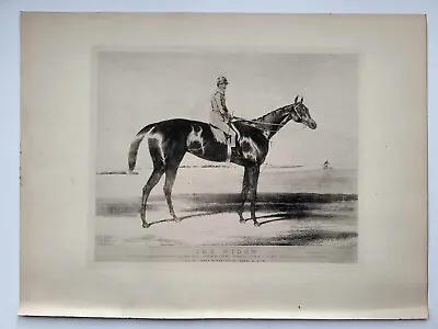 Vintage Antique Print 1888 Portraits Famous Racehorses The Widow Foaled 1839 • £16