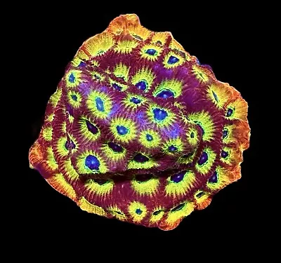 Spicy Lemon Favia Coral Frag - XL 1.5”  WYSIWYG -CHECK OUT OUR EBAY STORE • $29.99