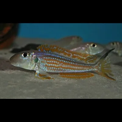 Xenotilapia Ochrogenys «Kigoma» | Lake Tanganyika Cichlid • £48.07