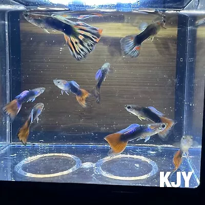 Half Black Mixed Fancy Guppies ( 10 PAIRS) • $27