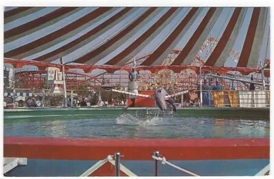 Santa Monica Ca Sea Circus Pacific Ocean Park Vintage Postcard California • $8.99