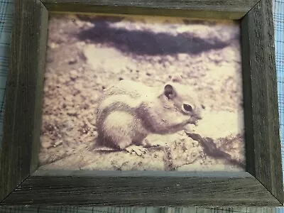 Vintage Chipmunk Squirrel Photo In Brown Wood Frame 12.5  X 10.5  W Glass READ • $28.99