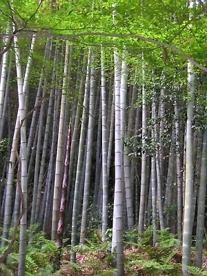 Phyllostachys Edulis 20 Seeds Edible Giant Timber Moso Bamboo • $3.99