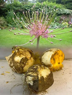 £5.50 • Buy 1-10 Allium Schubertii Bulbs Hardy Garden Hardy Summer Flowering Perennial